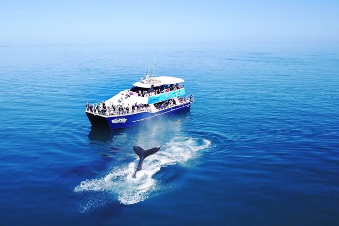 Hervey Bay Whale Watching Cruise - Meeting and Pickup Information