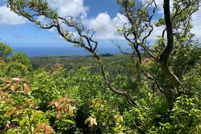 Hike Honolua Ridgeline - Trail Details and Difficulty