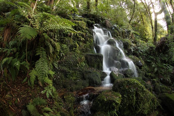 Hike New Zealands Finest Forest - Whirinaki Forest - Tour Highlights and Inclusions
