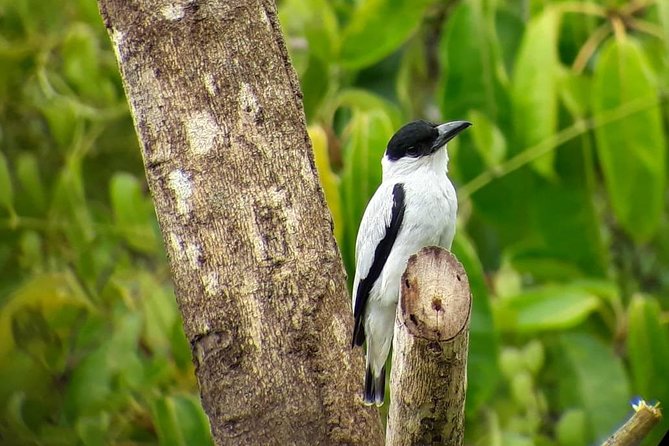 Hiking in the Cloud Forest - Wildlife Spotting Opportunities