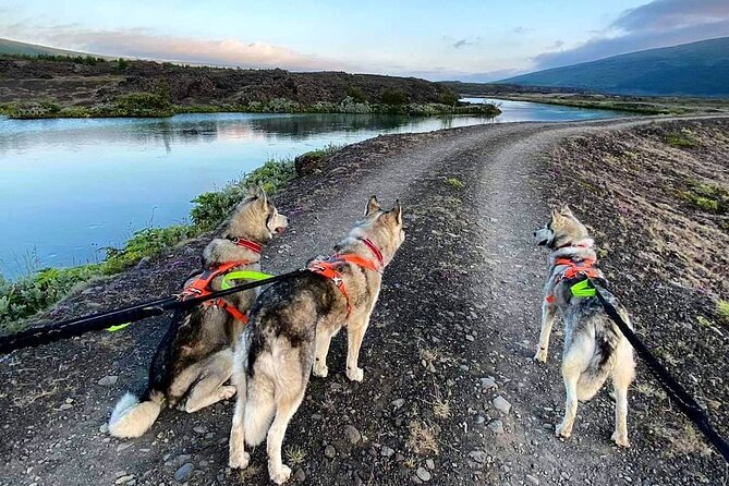 Hiking With Husky in Akureyri (Private) - Unique Features
