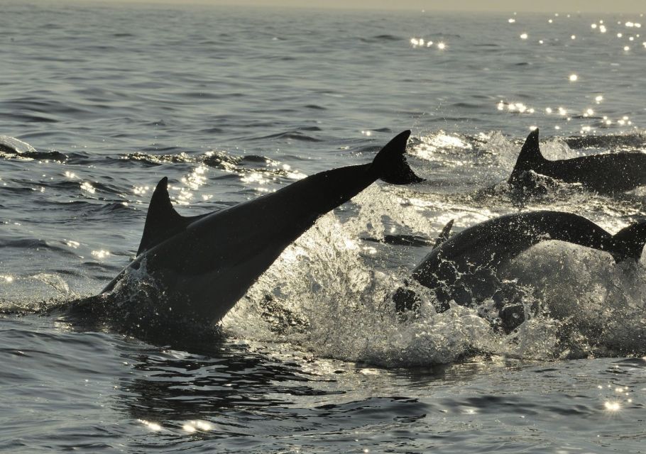 Hilton Head Island: Dolphin Nature Cruise - Cruise Features and Highlights