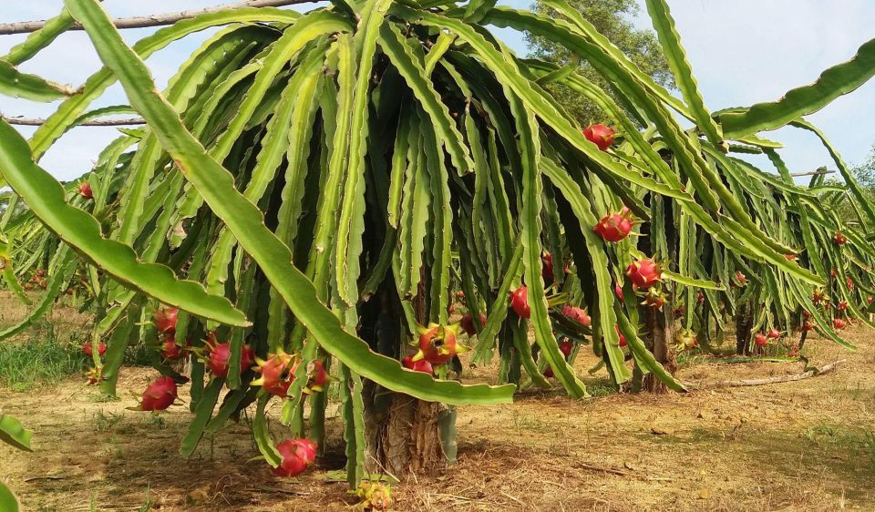 Ho Coc Beach, Nature Reserve & Dragon Fruit Farm Day Tour - Highlights of Ho Coc Beach