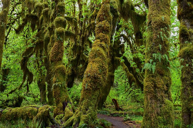 Hoh Rain Forest and Rialto Beach Guided Tour in Olympic National Park - Inclusions and Logistics