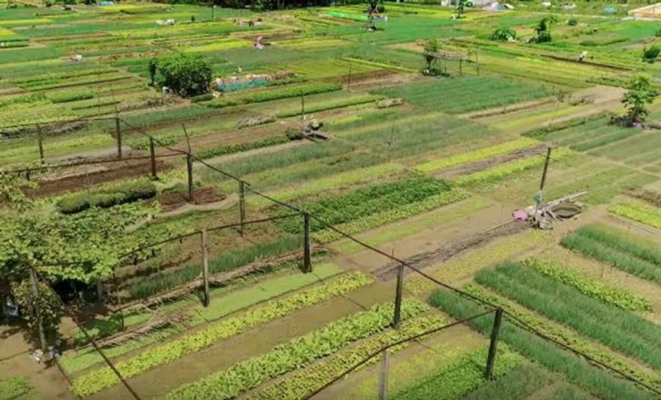 Hoi An: Tra Que Herb Village Cooking Class - What You Will Learn