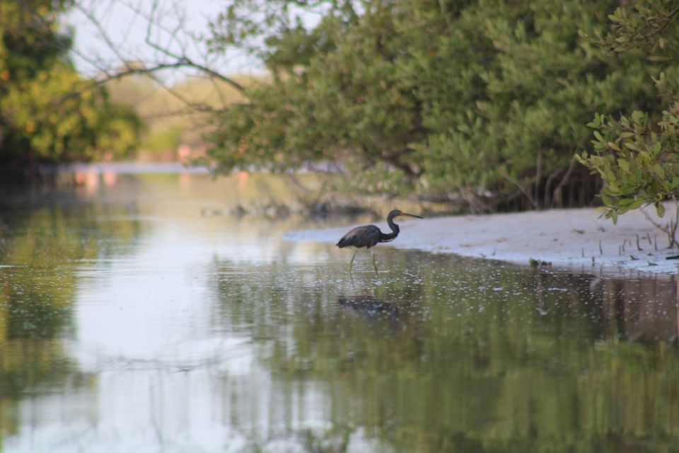 Holbox: Guided Sunrise Kayak Tour Through Mangrove Reserve - Highlights of the Experience