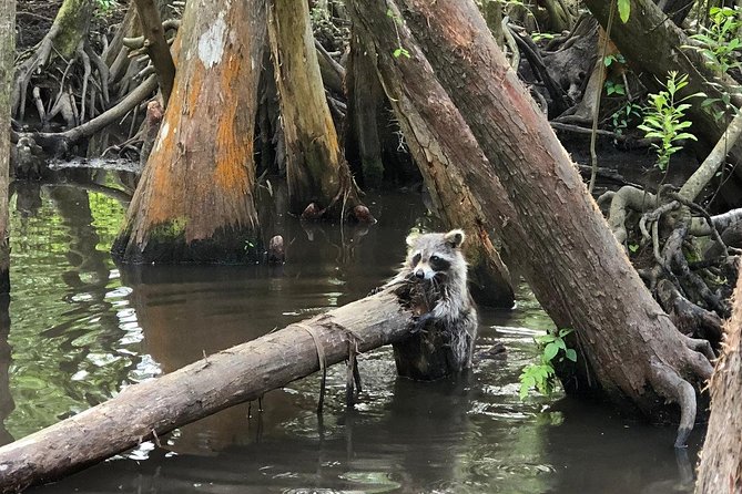 Honey Island Swamp Boat Tour With Transportation From New Orleans - Wildlife Spotting