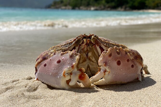 Honeymoon Beach Eco Hike and Snorkel - Accessibility and Health Requirements