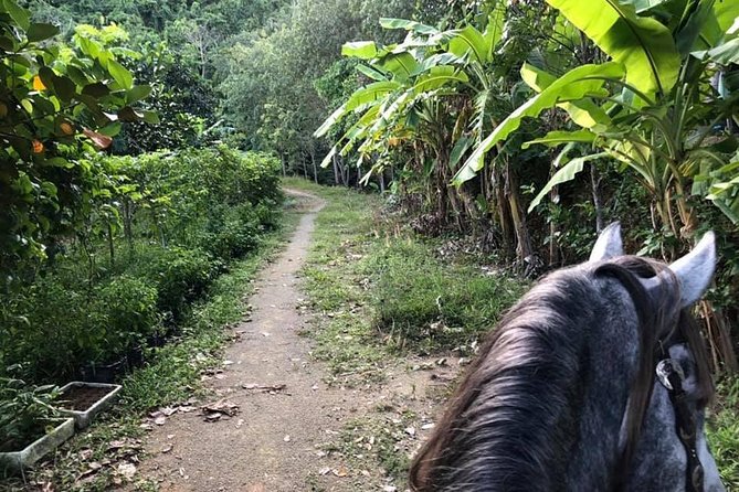 Horseback Riding 1 Hour Trail - What to Expect