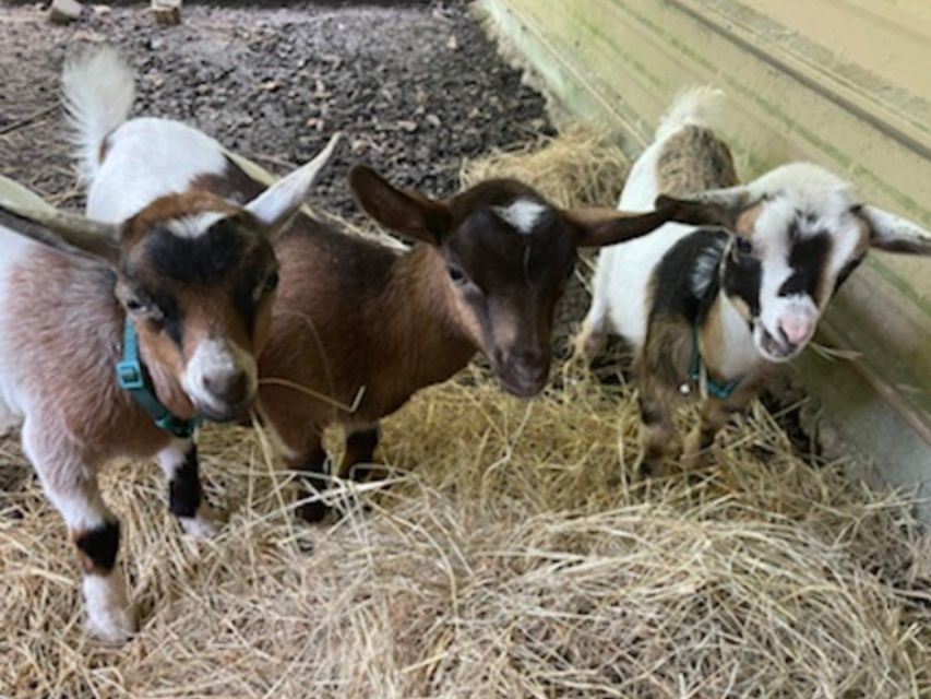 Houston: Adorable Mini Goats Experience E - Highlights of the Experience