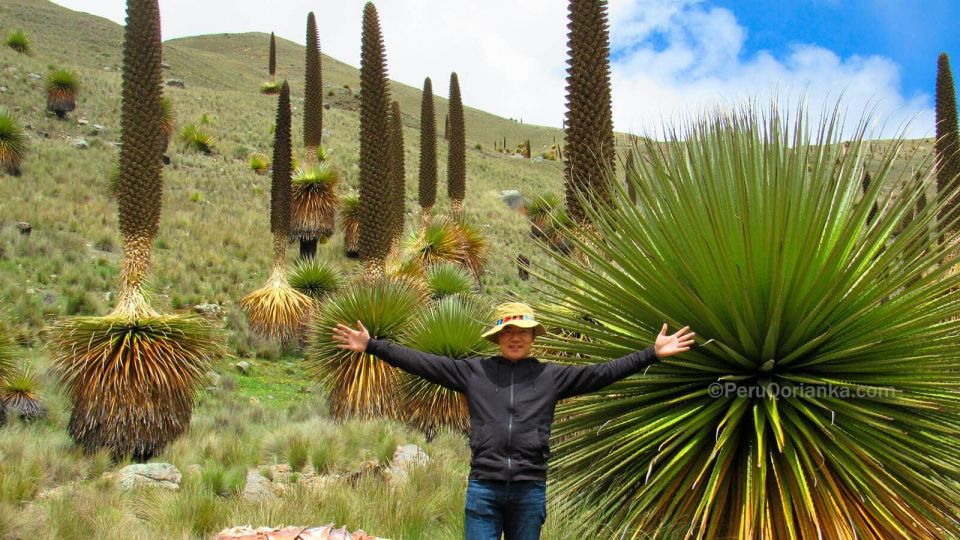 Huaraz: Nevado Pastoruri + Puyas Raymondi Forest - Itinerary Highlights