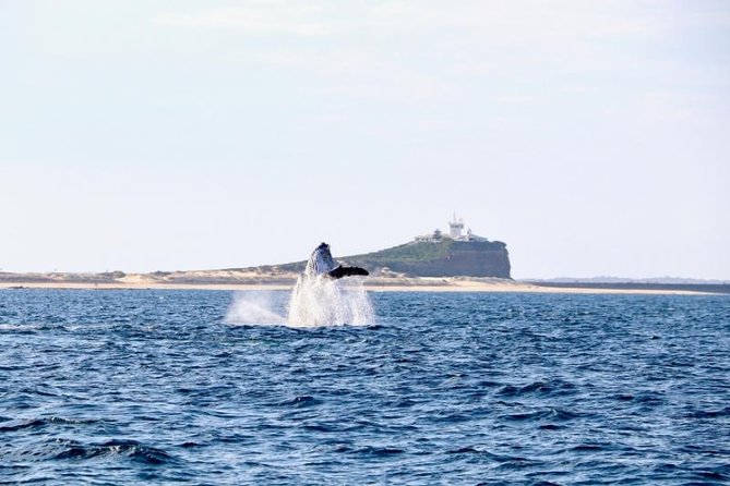 Humpback Whale Encounter Tour From Newcastle - Meeting Point and Departure