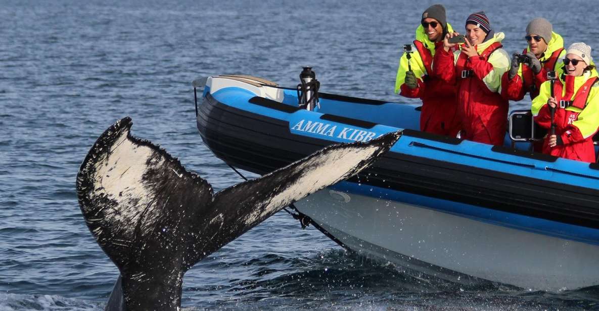 Húsavík: Big Whale Safari & Puffin Island Tour - Itinerary Highlights