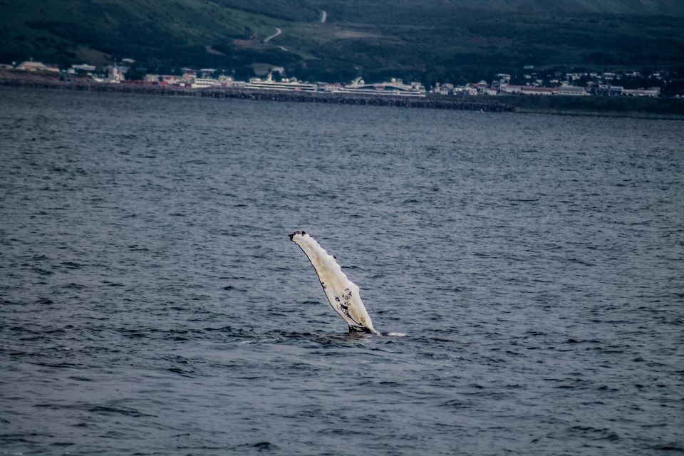 Húsavík: Family-Run and Guided Whale Watching Tour - Wildlife and Experience Highlights