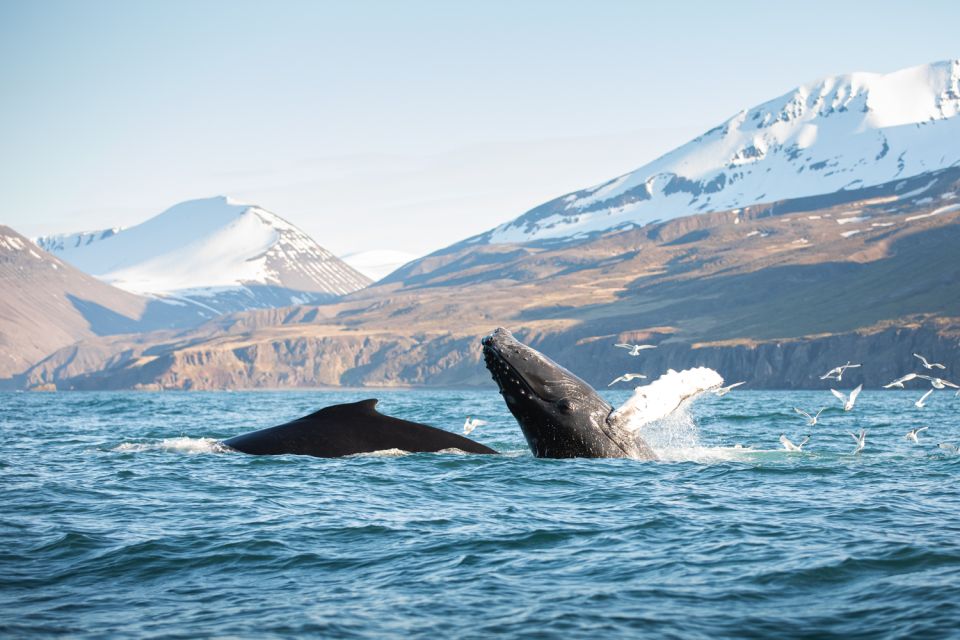 Húsavík: Whale-Watching Cruise and Puffins Guided Tour - Experience Highlights
