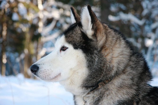 Husky Dog Sledding Tour From Riga - Key Tour Highlights