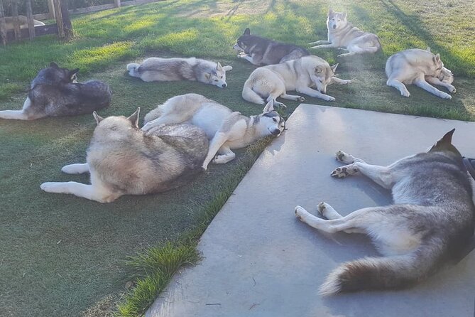 Husky Petting in Akureyri (private) - Pricing and Inclusions