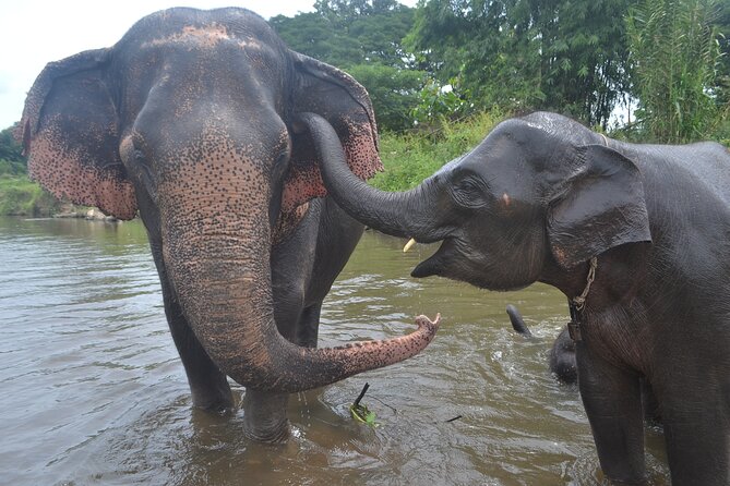 Inthanon Heaven Trail (Living Green Elephant Sanctuary) - Doi Inthanon National Park