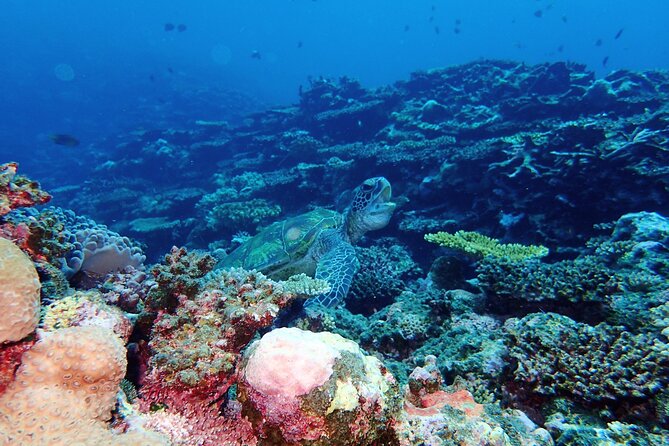 [Ishigaki] Snorkeling Tour At-Blue Cave and Phantom Island - Included Services and Amenities