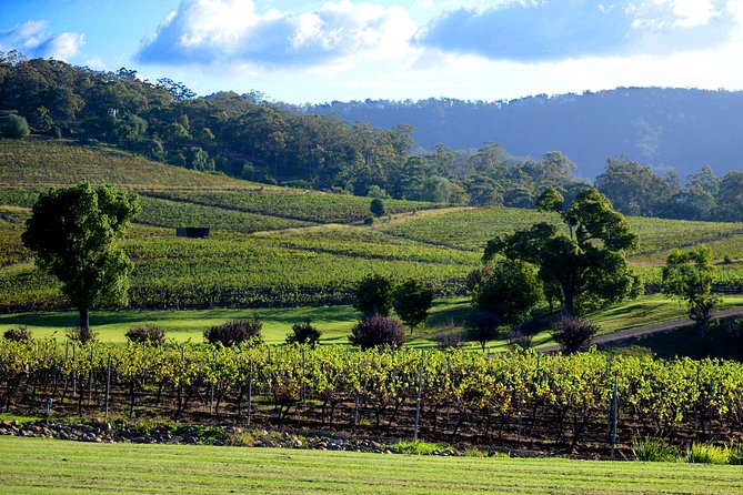 Ivanhoe Wines: Trip Advisor Seated Wine Tasting - Unique Tasting Experience