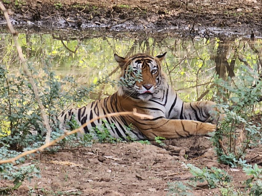 Jaipur to Ranthambore Day Trip - Itinerary Details