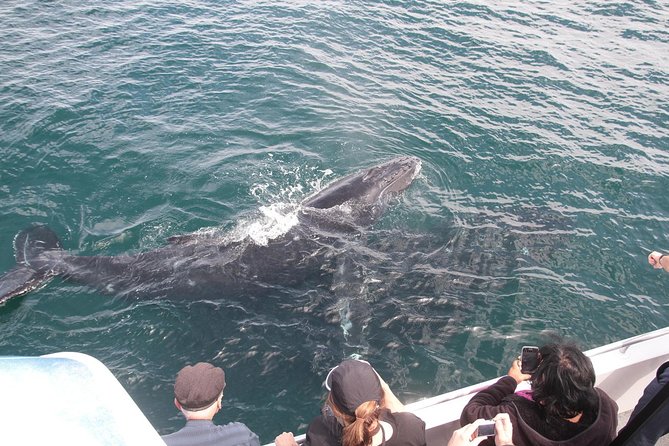 Jervis Bay Whale Watching Tour - Cruise Experience