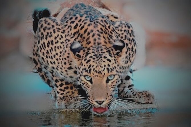 Jhalana Panther Safari Park Private Tour in Jaipur - Whats Included