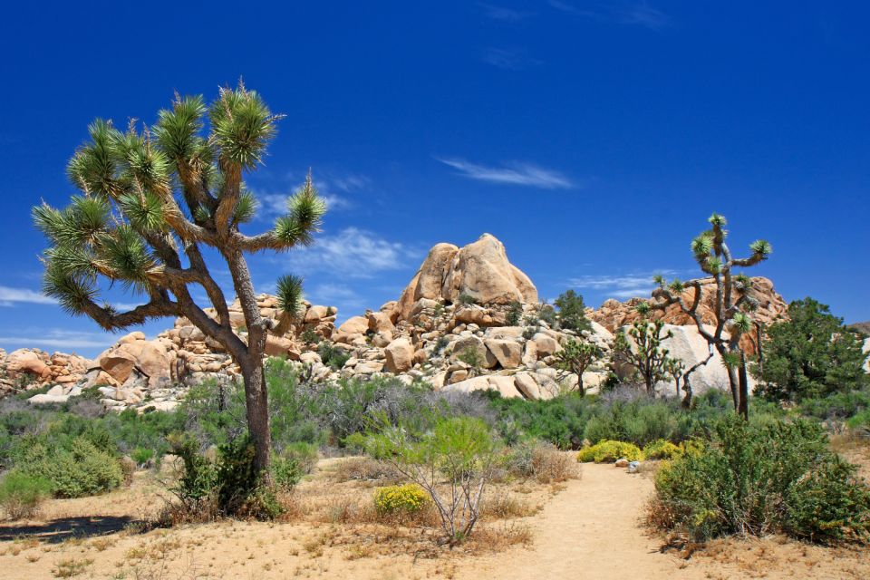 Joshua Tree National Park: Self-Driving Audio Tour - Learning About Joshua Tree Uniqueness