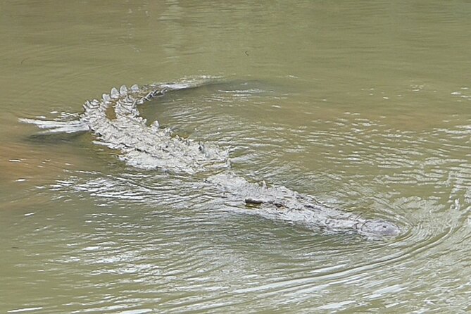 Jungle Crocodile Safari and Bird Watching Tour - Preparation Tips