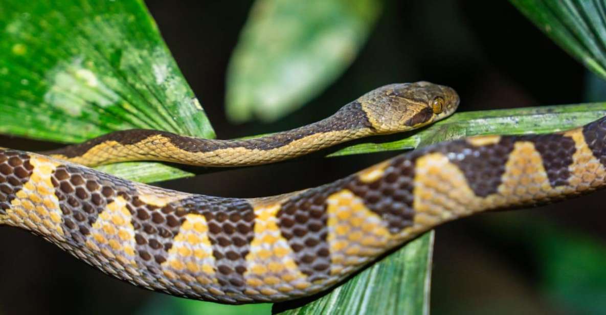 Jungle Night Walk/ Nocturnal Wildlife and Jungle Sounds - Booking Details and Options