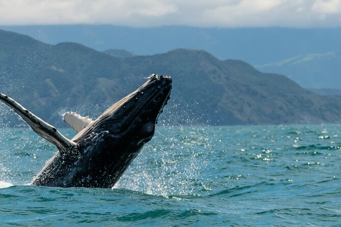 Kaikoura Day Tour With Kayak Experience From Christchurch - Kayaking Wildlife Adventure