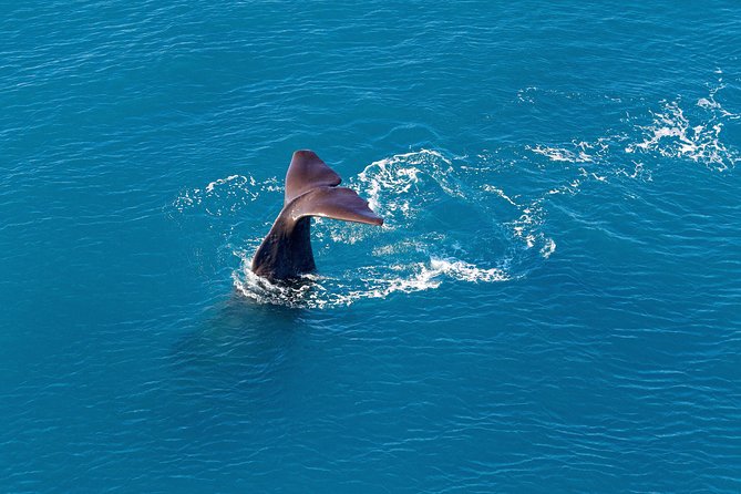 Kaikoura Helicopters Classic Whale Watch - Tour Duration and Capacity