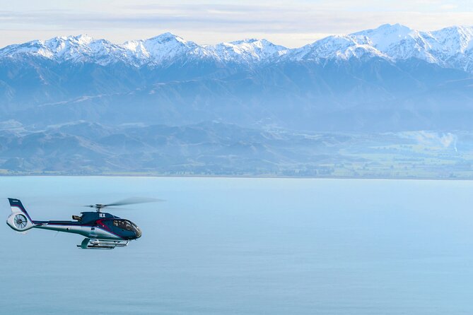 Kaikoura Whales - Whale Watching Experience