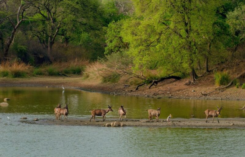 Kathmandu: 3-Day Wildlife, Culture and Jungle Safari Tour - Itinerary Highlights
