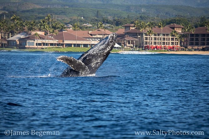 Kauais Ultimate SOUTH SIDE Whale & Dolphin Zodiac Boat Adventure - Unique Experience Highlights