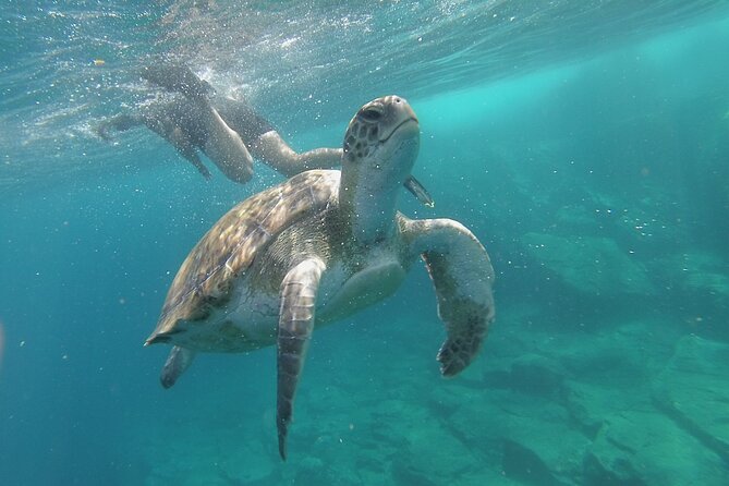 Kayak Route Along the Volcanic Coast in Tenerife South With Snorkeling - Meeting and Pickup Details