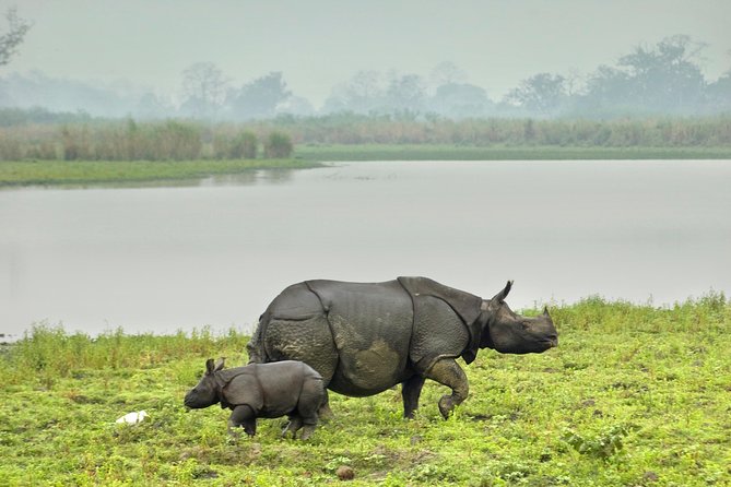 Kaziranga Indian Big Five Wildlife Tour - Tour Inclusions