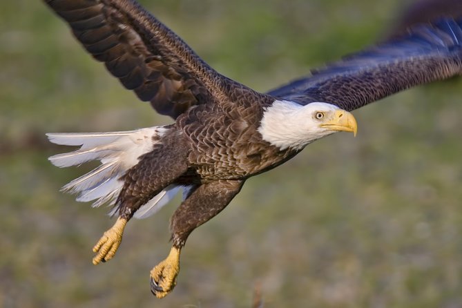 Ketchikan Rainforest Sanctuary and Totem Park - Highlights of the Experience