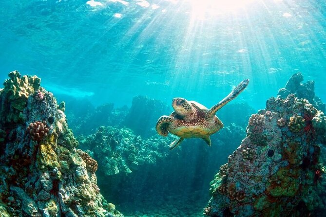Key Largo Snorkeling Trips & Islamorada Sandbar Tours - Tour Highlights and Features