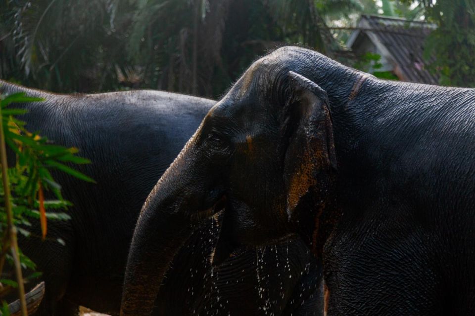 Khao Lak: All-Day Elephant Sanctuary Experience Small Groups - Itinerary Details