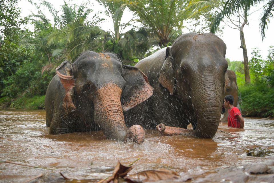 Khao Lak Ethical Elephant Sanctuary Overnight Program - Pickup and Group Size