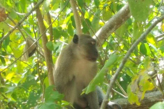 Khao Lak Mangrove Explorers - Inclusions and Highlights