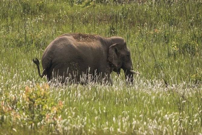 Khao Yai National Park Full-Day Tour From Bangkok - Inclusions