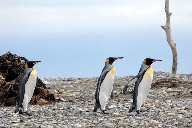 King Penguin - Tierra Del Fuego Island - Tour Reviews and Ratings