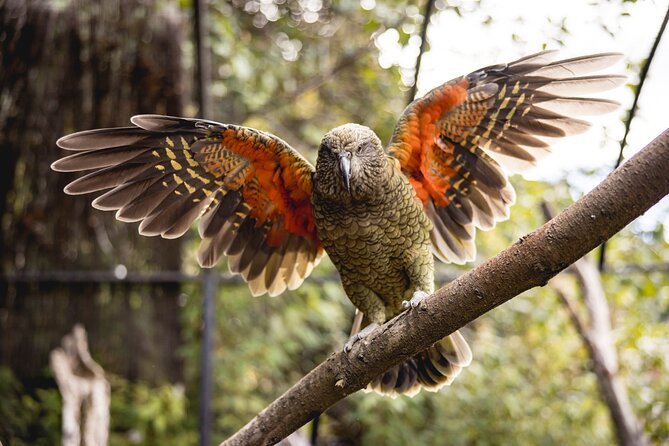 Kiwi Park Queenstown Admission - Admission Details