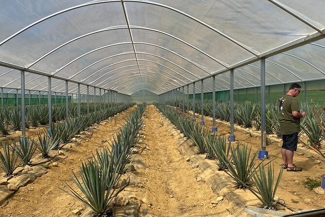 Kiwi Spirit Distillery Golden Bay - Visit New Zealands Only Tequila Farm! - Unique Aspects of Tequila Farming