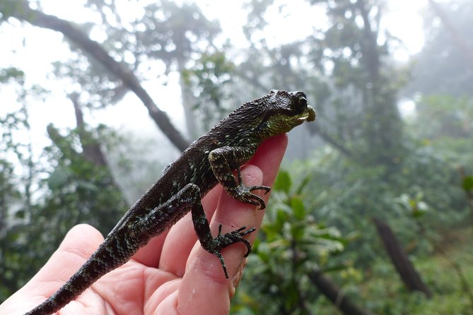 Knuckles Leopard Trail Trek From Kandy - Scenic Highlights