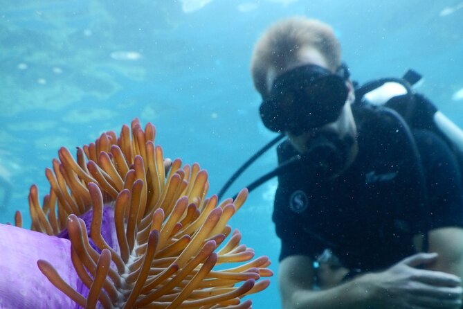 Koh Tao VIP Snorkelling Tour - Included Services and Amenities