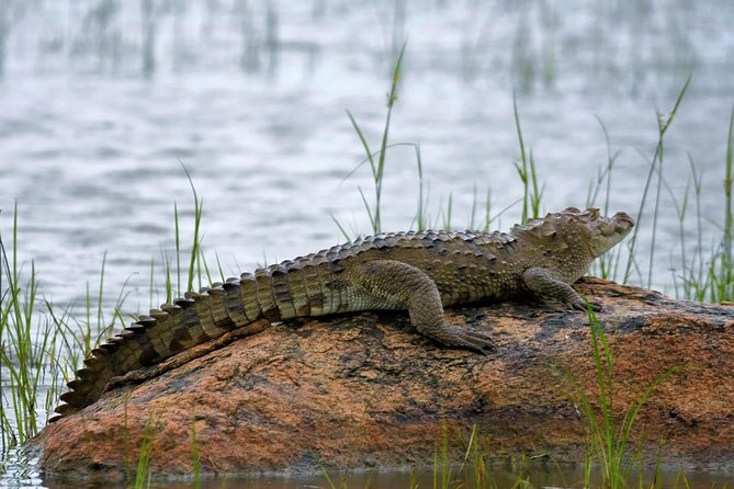 Kumana National Park Full Day Safari - Early Morning Wildlife Viewing
