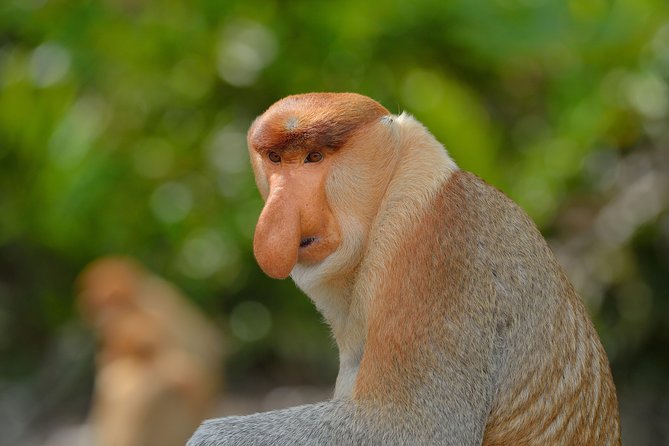 Labuk Proboscis, Sepilok, Sun Bear, Sandakan City Tour & Lunch - Scenic Attractions